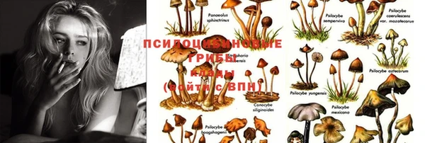 ГАЛЛЮЦИНОГЕННЫЕ ГРИБЫ Гусев